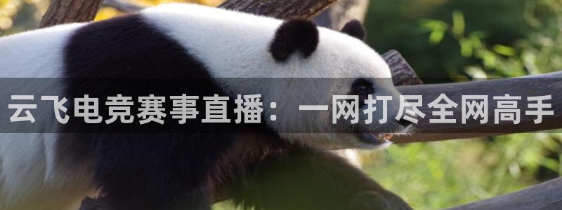 绿茵直播足球：云飞电竞赛事直播：一网打尽全网高手